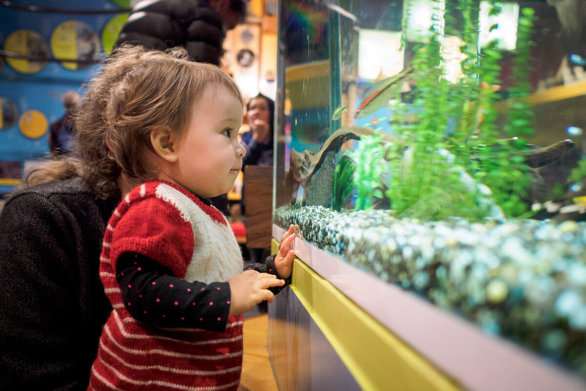 A toddler marvels at fish at the Discovery Centre in the Canterbury Museum. Entry by Wei Li Jiang in the 2019 Christchurch City Libraries Photo Hunt. CC BY-NC-SA 4.0. CCL-DW-101731