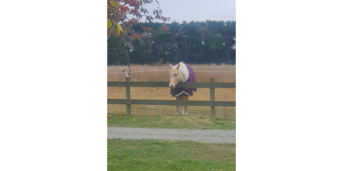 Butter wouldn't melt..... discoverywall.nz