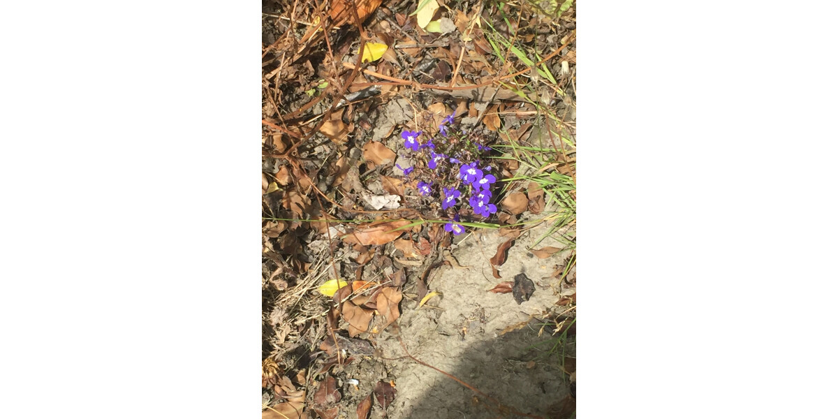 Red zone lobelia | discoverywall.nz