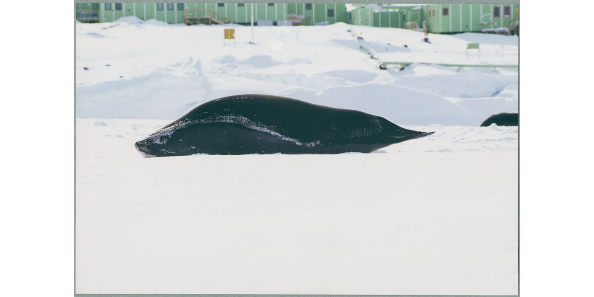 Weddell Seal Discoverywall Nz   139981 Card 