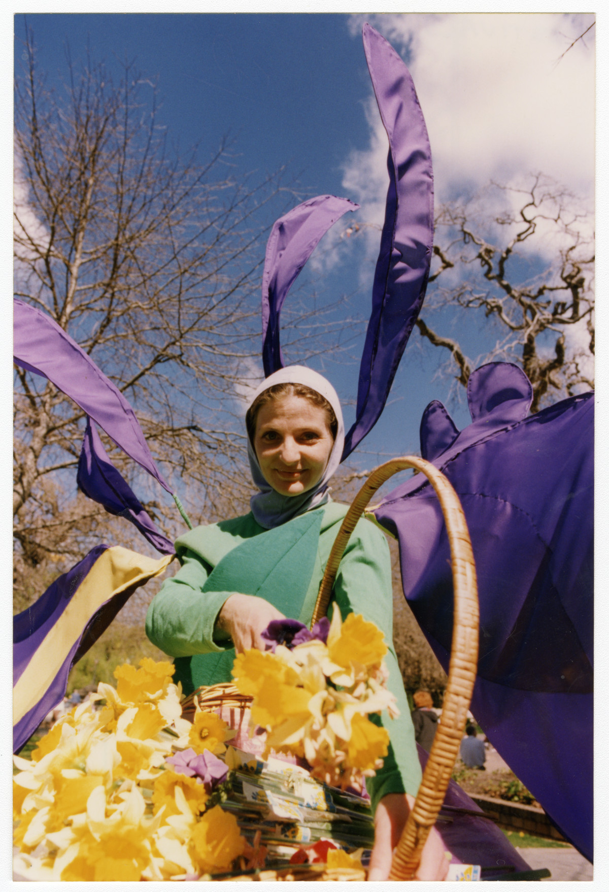 Daffodils at the Blossom Festival discoverywall.nz