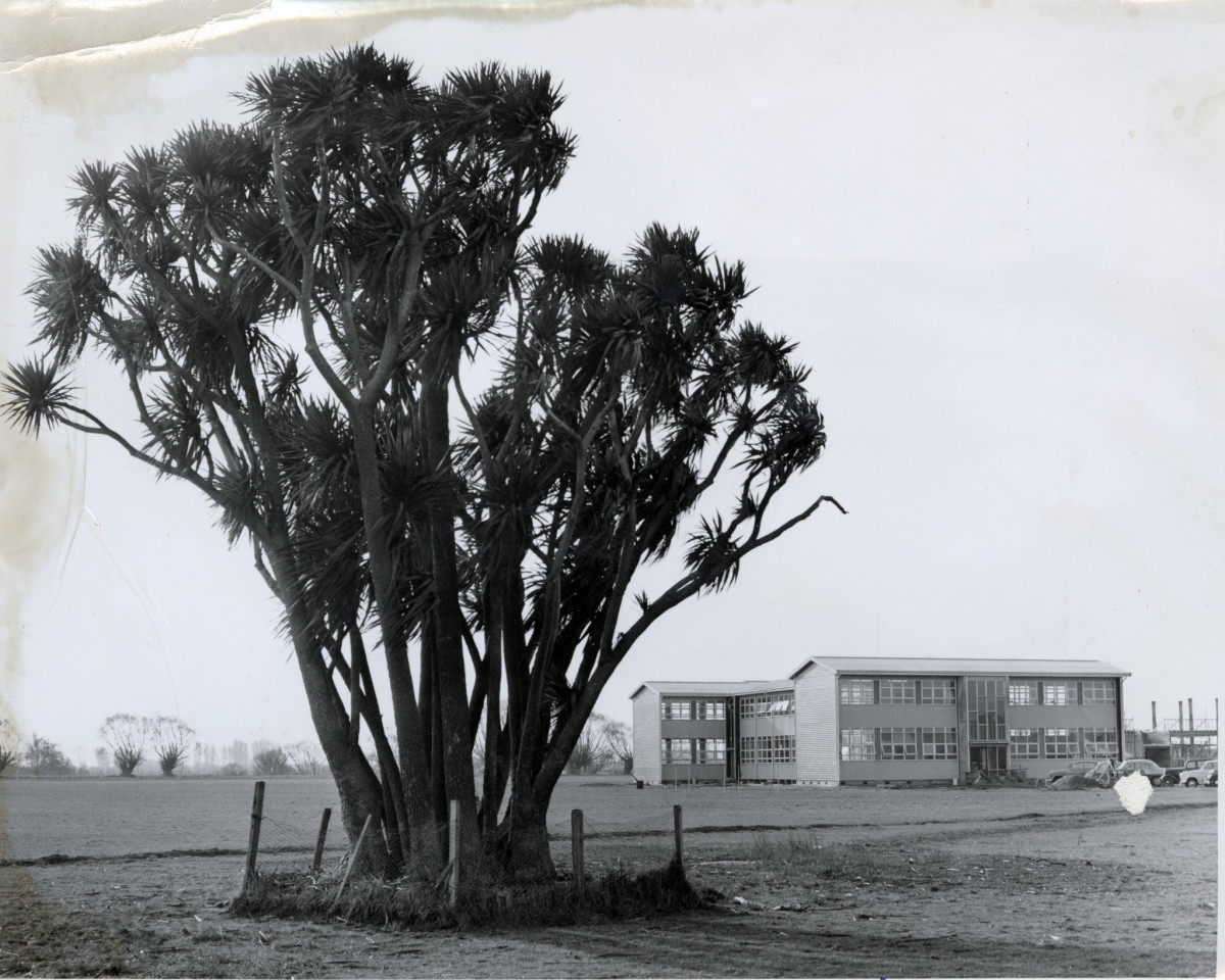 Historic Cabbage Trees at Burnside High School discoverywall.nz