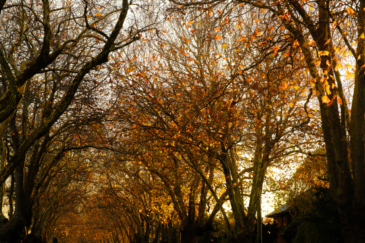 Autumnal Trees