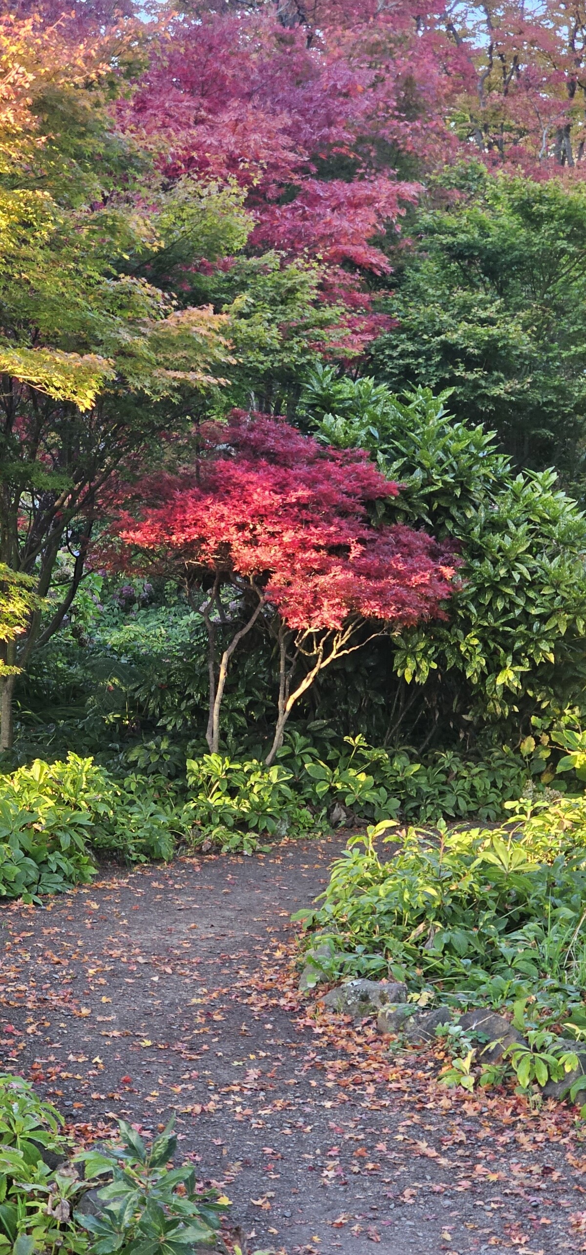 Autumn colours at the Botanic Gardens