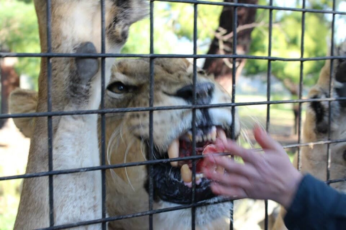 Feeding the lions