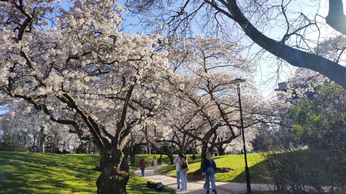 Cherry trees on Ilam campus