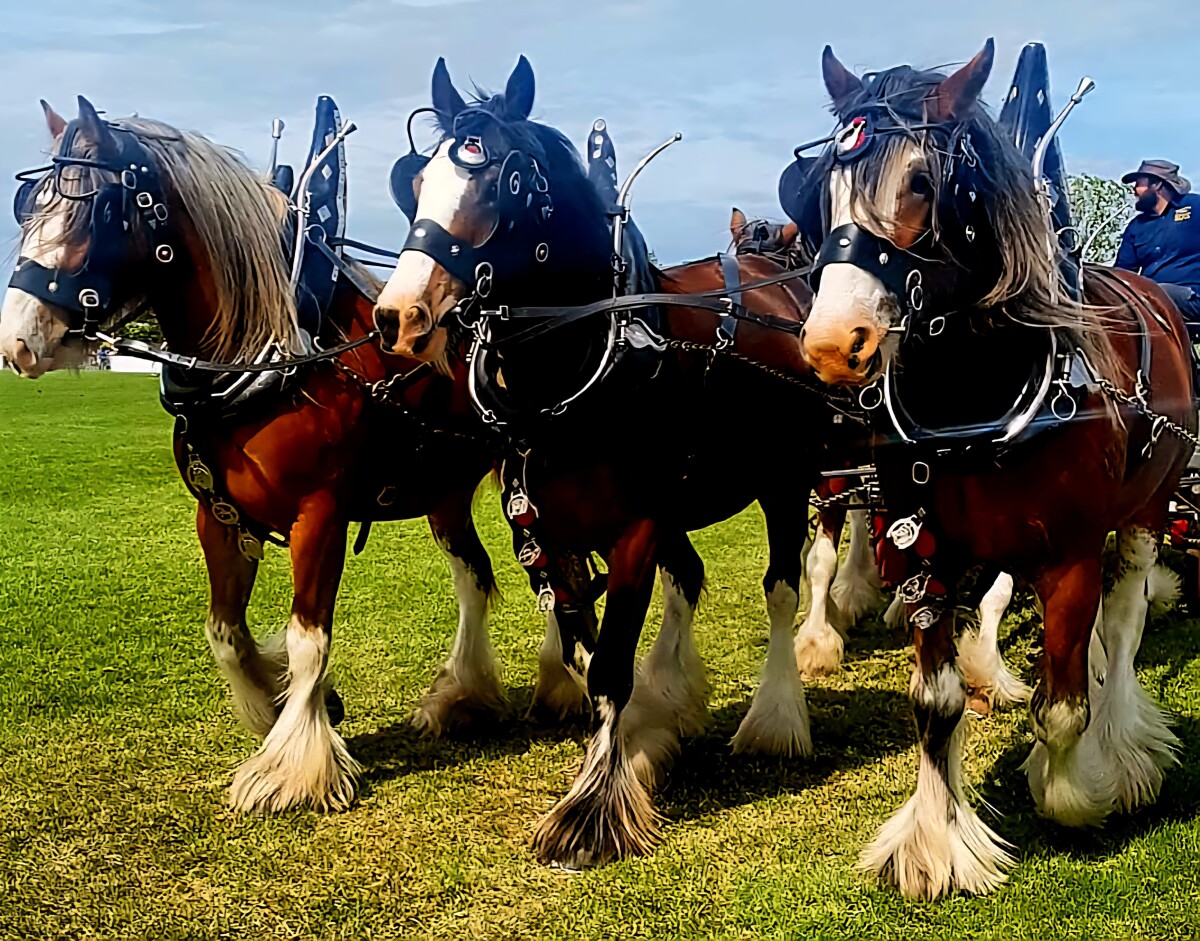 Erewhon Station Cyclesdale team at the Canterbury A & P Show