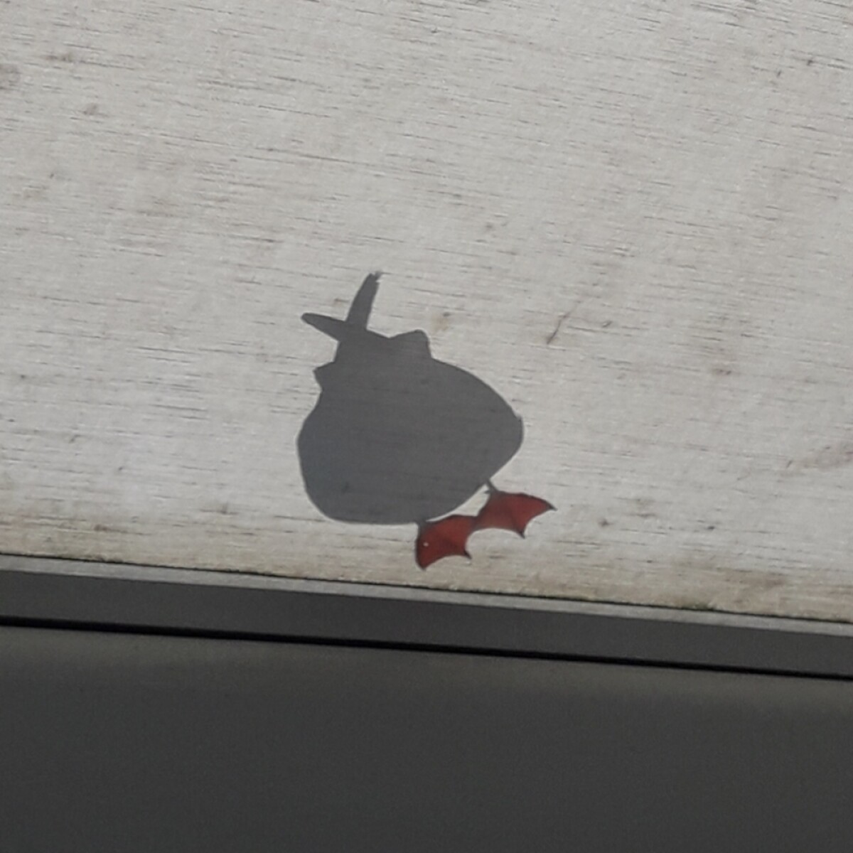 Seagull stands on canvas roof at Sumner cafe