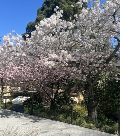 Blossom by the Water Wheel on Mill Island