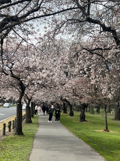 Cherry blossom next to Harper Avenue
