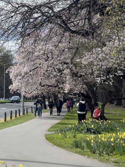 Cherry blossom and daffodils
