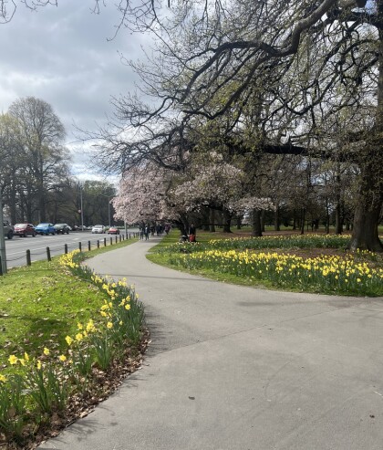 Daffodils and cherry blossom