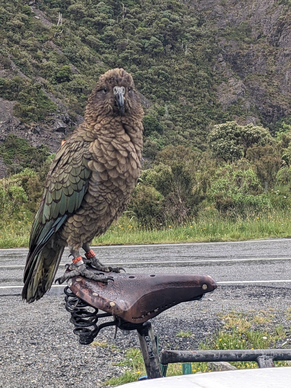 Kea rides a bike saddle