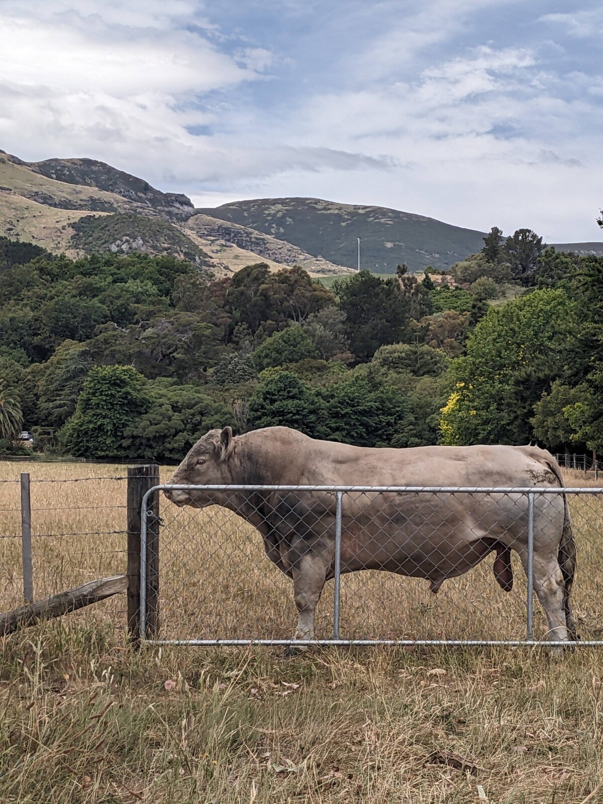Bull at Charteris Bay