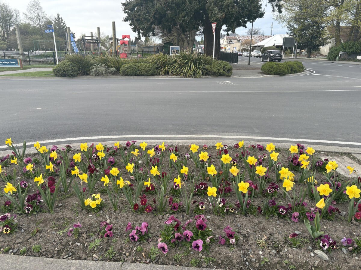 Flowers on the roadside in Fairlie