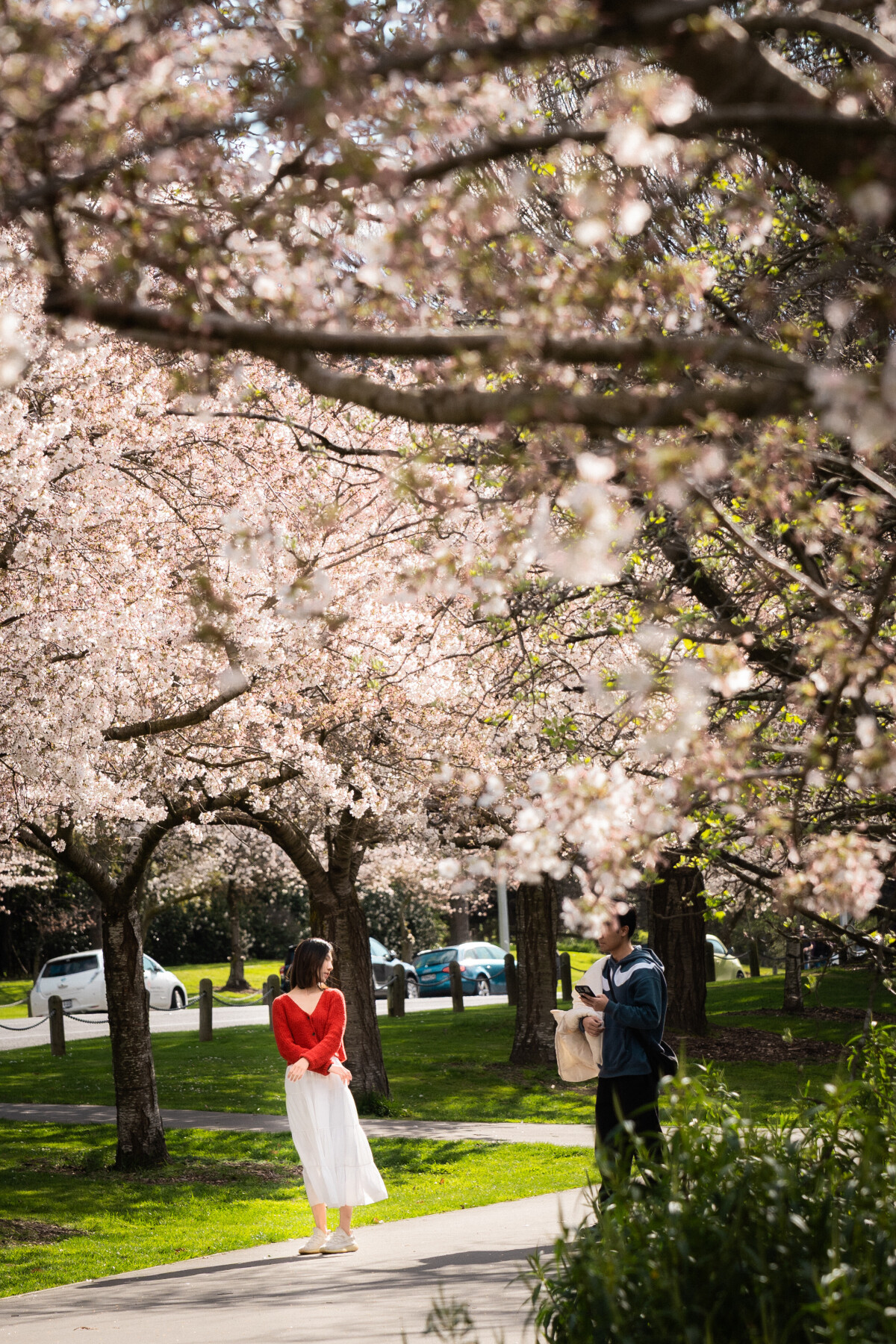 Beneath the cherry blossoms