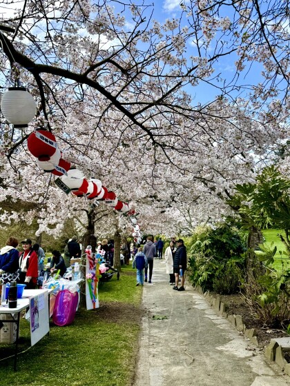 Japanese Society Hanami picnic