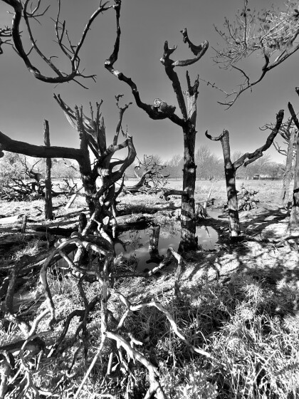 Twisted, burned trees