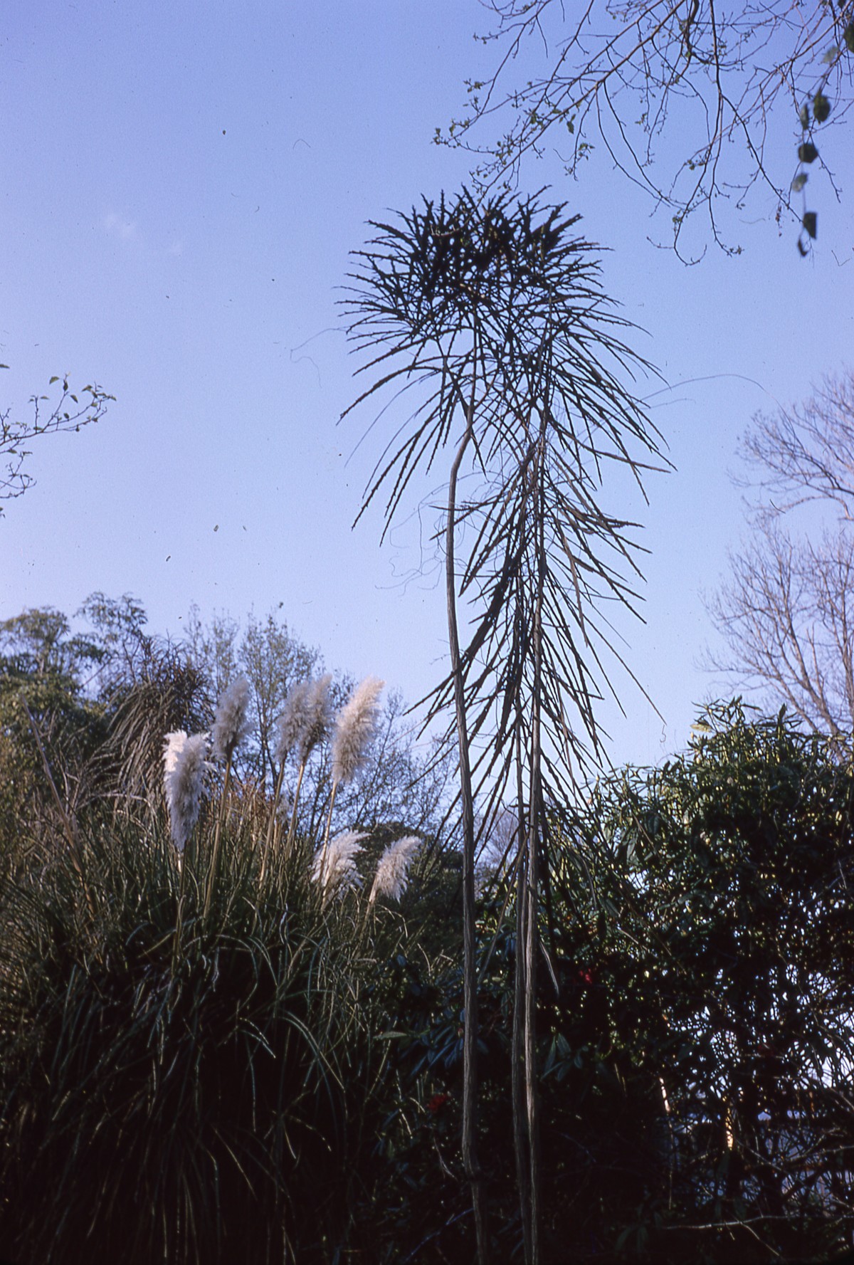 Lancewood Trees | discoverywall.nz