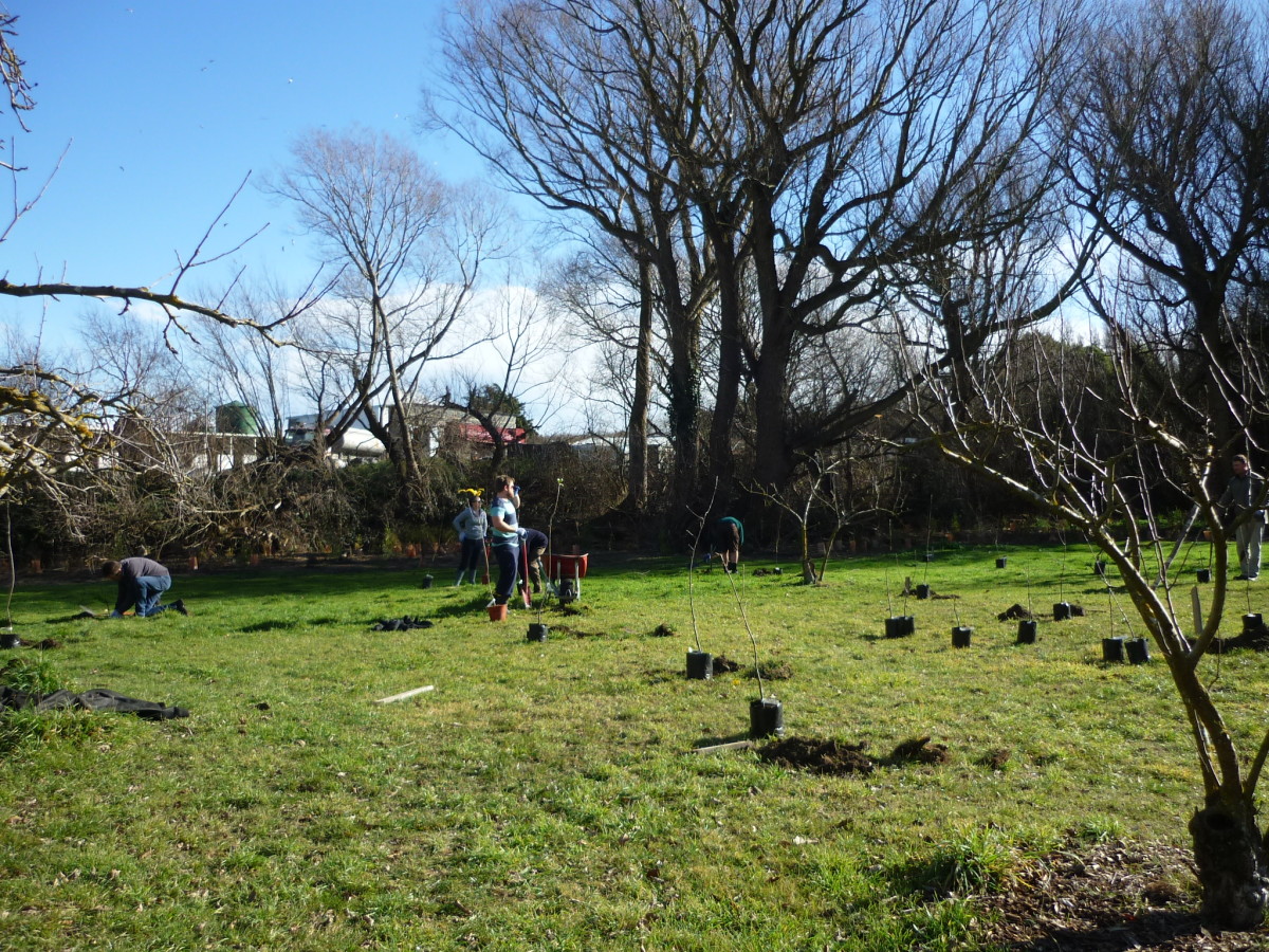 Grafted Heritage Fruit Varieties discoverywall.nz