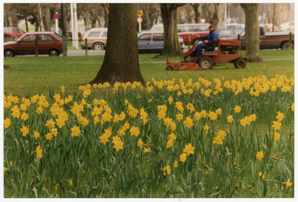 Daffodils in Hagley Park discoverywall.nz