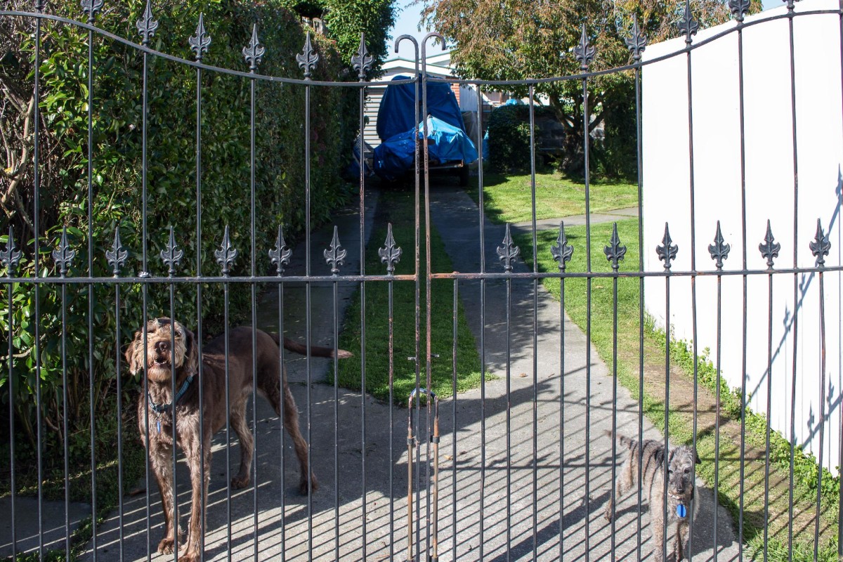 Two dogs, Mooray Avenue, Bishopdale | discoverywall.nz