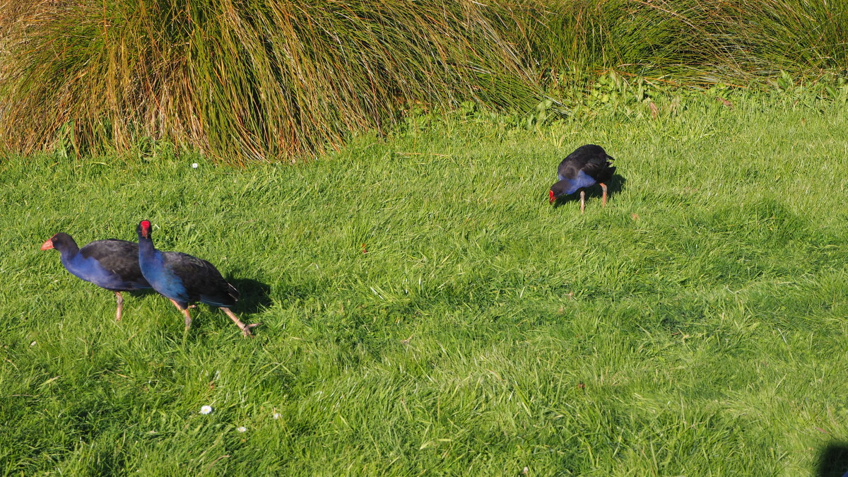 Pukekos at Travis Wetlands discoverywall.nz