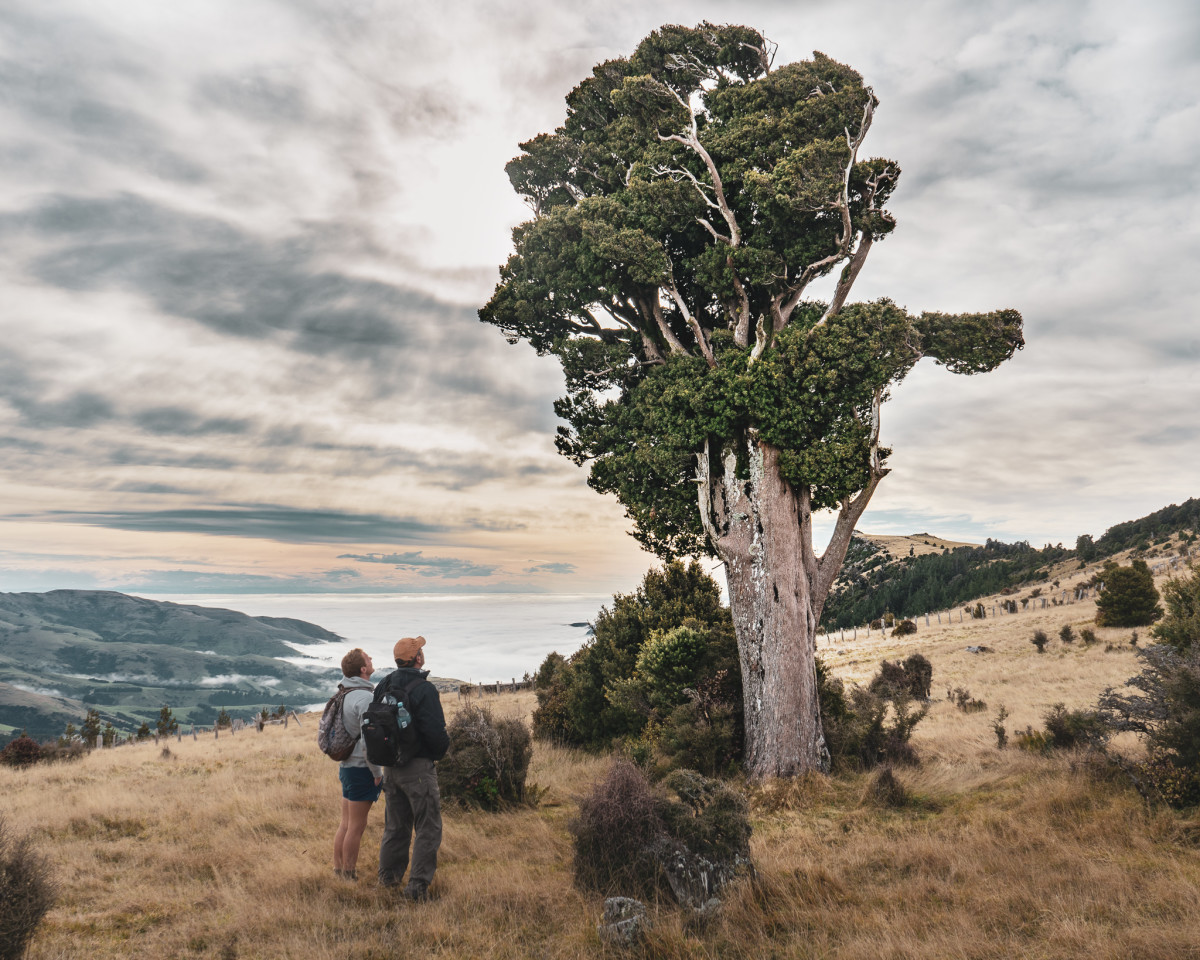 an-imposing-totara-and-a-few-non-natives-discoverywall-nz