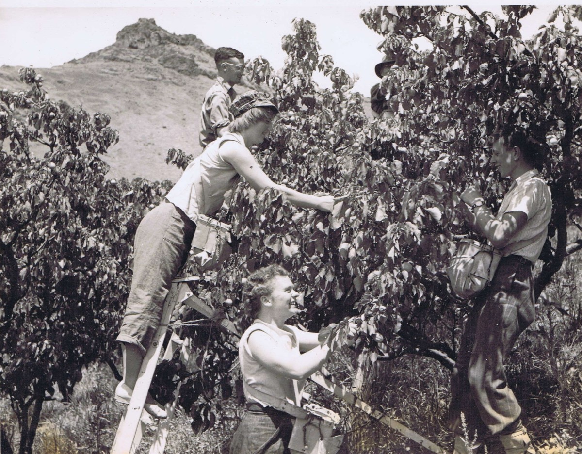 Picking apricots in the Horotane Valley discoverywall.nz