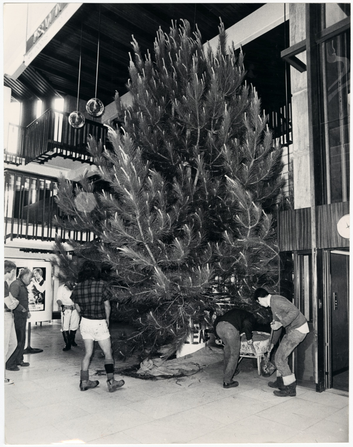 Installation of the Town Hall Christmas tree discoverywall.nz