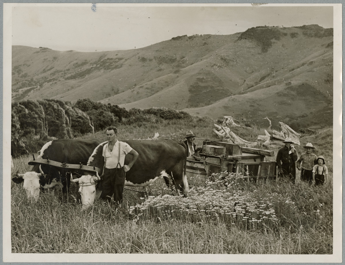 Bullock team on the Banks Peninsula