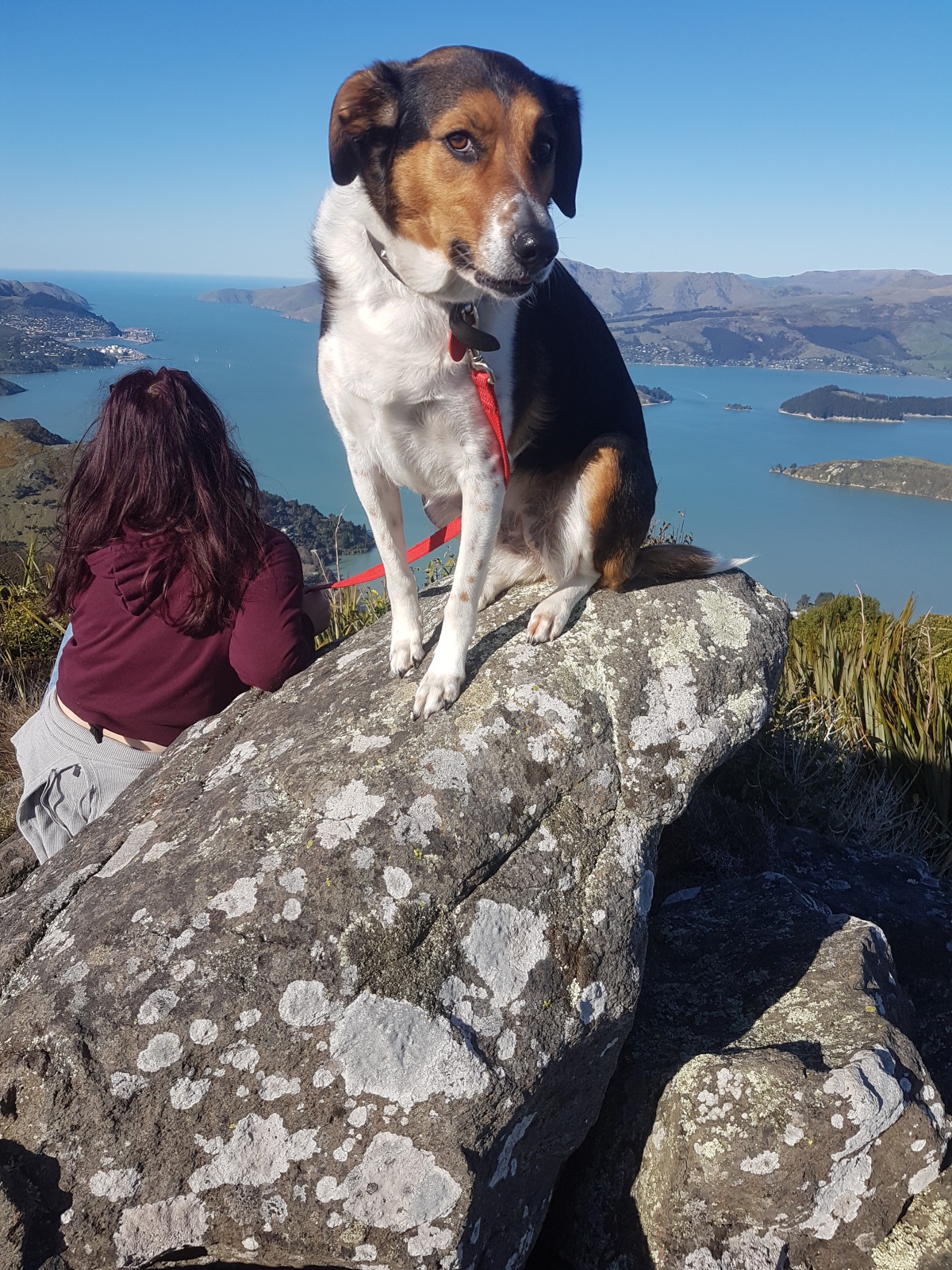 lara-on-top-of-banks-peninsula-discoverywall-nz